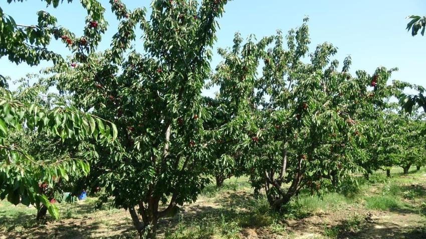 Kiraz çay bardağına sığmıyor! Hasat başladı: Çanakkale'de yüzler güldü: Kilosu 700 lira