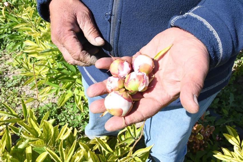 Hollanda'dan Yozgat'taki köyüne getirdi! Yıllarca güzel para kazandı, şimdi kara kara düşünüyor, ne yaptıysa olmadı