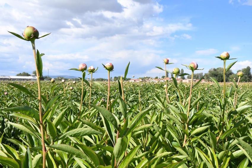 Hollanda'dan Yozgat'taki köyüne getirdi! Yıllarca güzel para kazandı, şimdi kara kara düşünüyor, ne yaptıysa olmadı