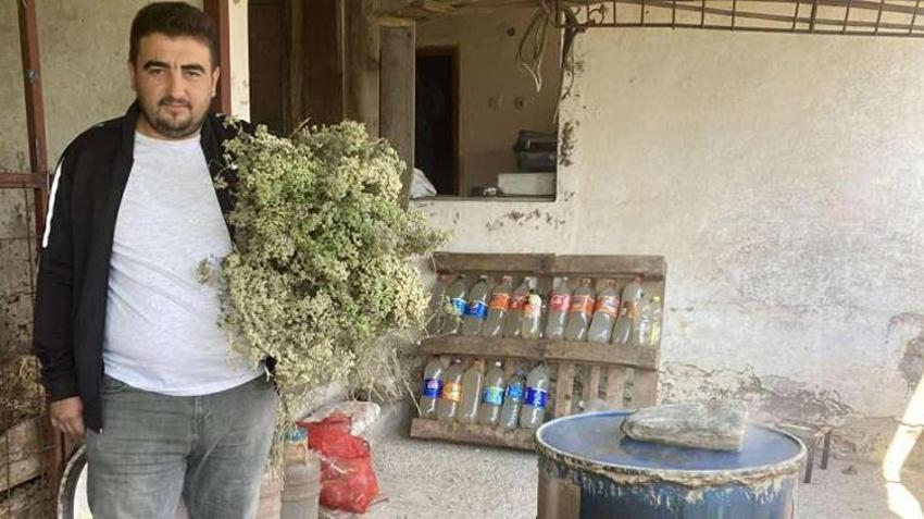 Dağlarda kendiliğinden yetişiyor! Yıllarca toplanmadı, hasat başladı, tek damlası yetiyor