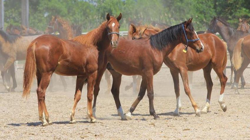 Bursa'da özel olarak yetişiyor! Duyanlar inanmıyor, spermi 250 bin lira, kapış kapış gidiyor