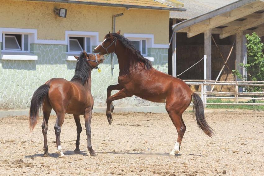 Bursa'da özel olarak yetişiyor! Duyanlar inanmıyor, spermi 250 bin lira, kapış kapış gidiyor
