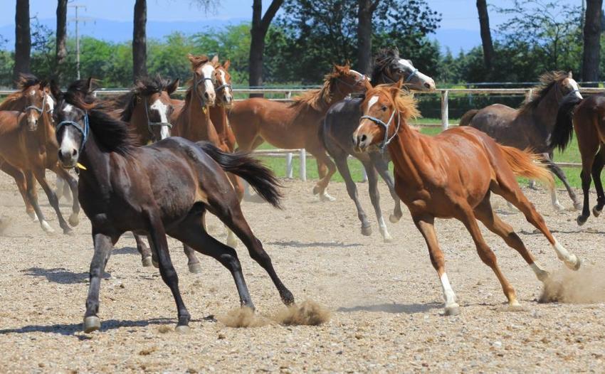 Bursa'da özel olarak yetişiyor! Duyanlar inanmıyor, spermi 250 bin lira, kapış kapış gidiyor