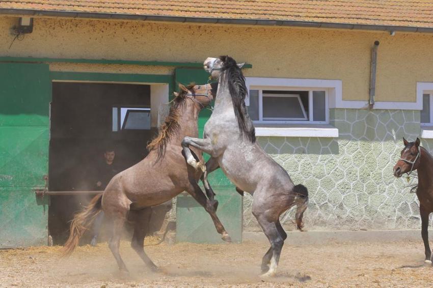 Bursa'da özel olarak yetişiyor! Duyanlar inanmıyor, spermi 250 bin lira, kapış kapış gidiyor