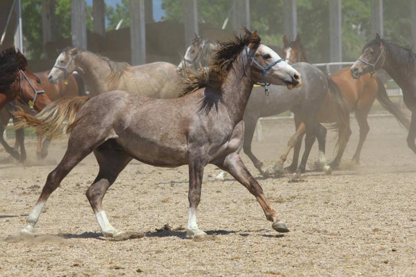 Bursa'da özel olarak yetişiyor! Duyanlar inanmıyor, spermi 250 bin lira, kapış kapış gidiyor