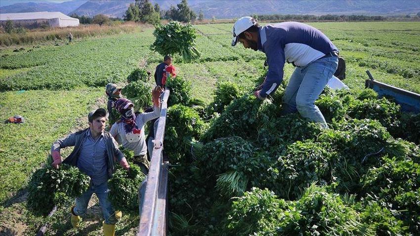 Samsun'da doğada bulunuyor! Beddua bile ederler, gören maydanoz sanıyor, ölüm tehlikesi var