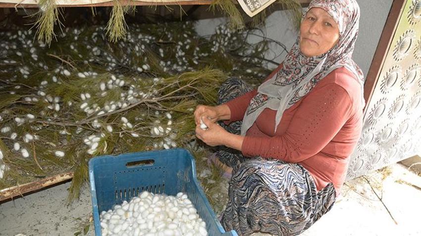 Anne ve kızı internetten öğrenip yapmaya başladı! Hasat başladı, kilolarca üretiyor, 2 bin liradan satışa çıktı