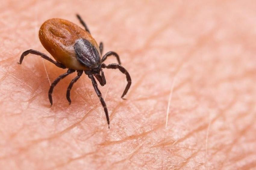 Türkiye'de alarm verildi! Yeni bir tür keşfedildi: Çok riskli, 30'dan fazla hastalık taşıyor