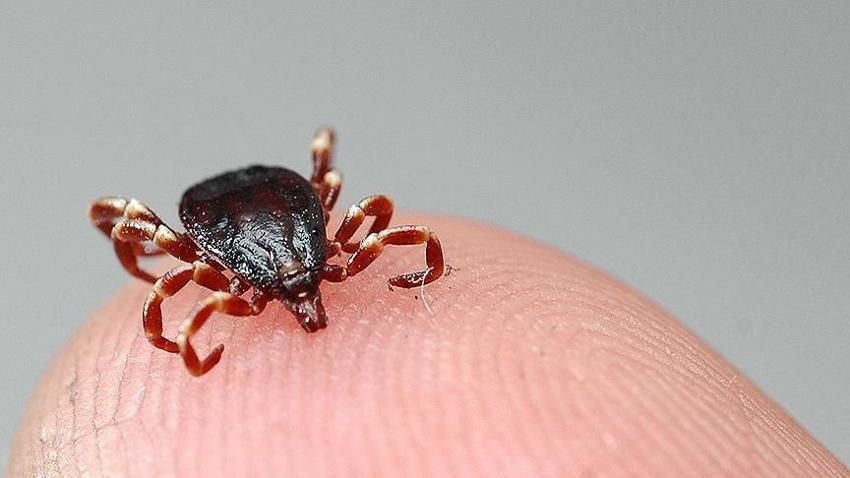 Türkiye'de alarm verildi! Yeni bir tür keşfedildi: Çok riskli, 30'dan fazla hastalık taşıyor