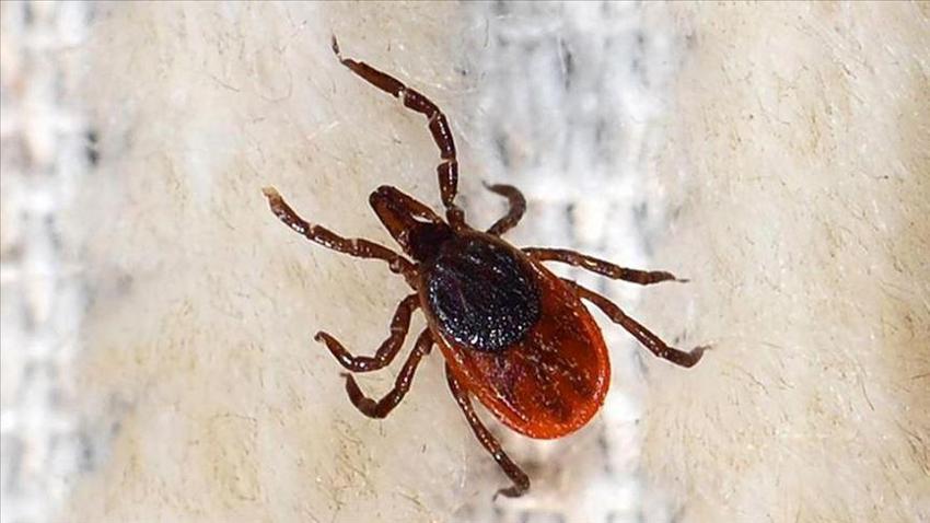 Türkiye'de alarm verildi! Yeni bir tür keşfedildi: Çok riskli, 30'dan fazla hastalık taşıyor