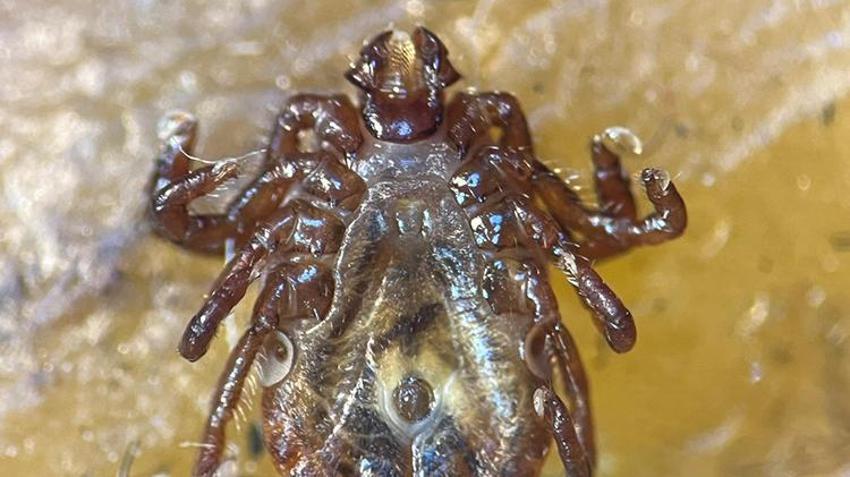 Türkiye'de alarm verildi! Yeni bir tür keşfedildi: Çok riskli, 30'dan fazla hastalık taşıyor