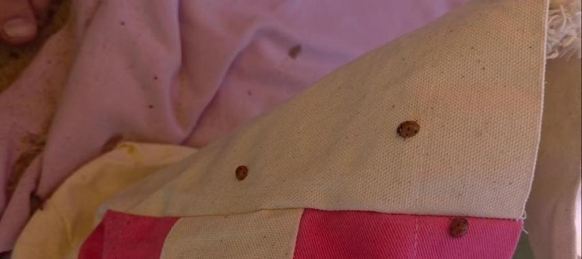 Saros'ta tatilciler ilk kez karşılaştı! Plajda kimsenin peşini bırakmıyor