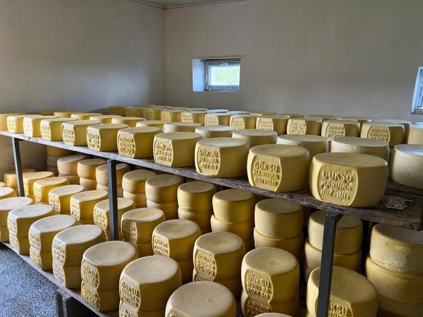 Kars'ta tonlarcası eski kaşar için işleniyor!