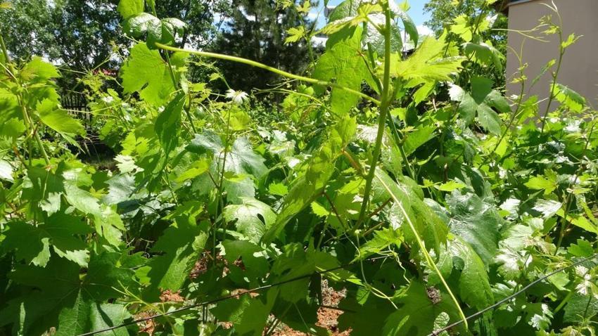 Türkiye'nin üretim merkezinde hasat öncesi üreticiler yıkıldı! Yüzde 100 zarar, tek çareleri kaldı