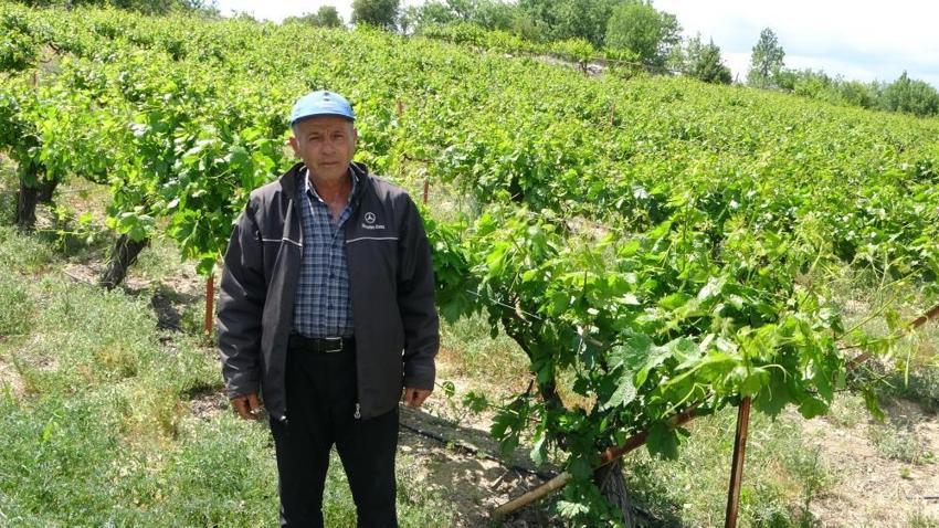 Türkiye'nin üretim merkezinde hasat öncesi üreticiler yıkıldı! Yüzde 100 zarar, tek çareleri kaldı