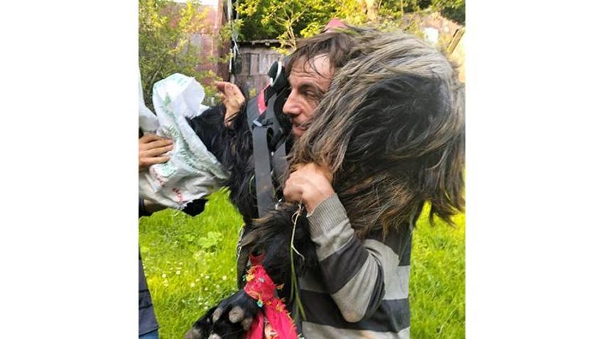 Trabzon'da inatçı keçi ne yapıp etti kurban olmaktan kurtuldu!