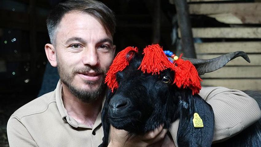 Trabzon'da inatçı keçi ne yapıp etti kurban olmaktan kurtuldu!