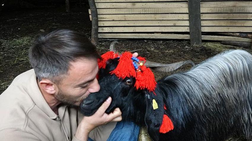 Trabzon'da inatçı keçi ne yapıp etti kurban olmaktan kurtuldu!