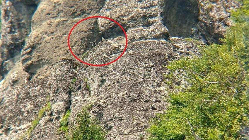 Trabzon'da inatçı keçi ne yapıp etti kurban olmaktan kurtuldu!