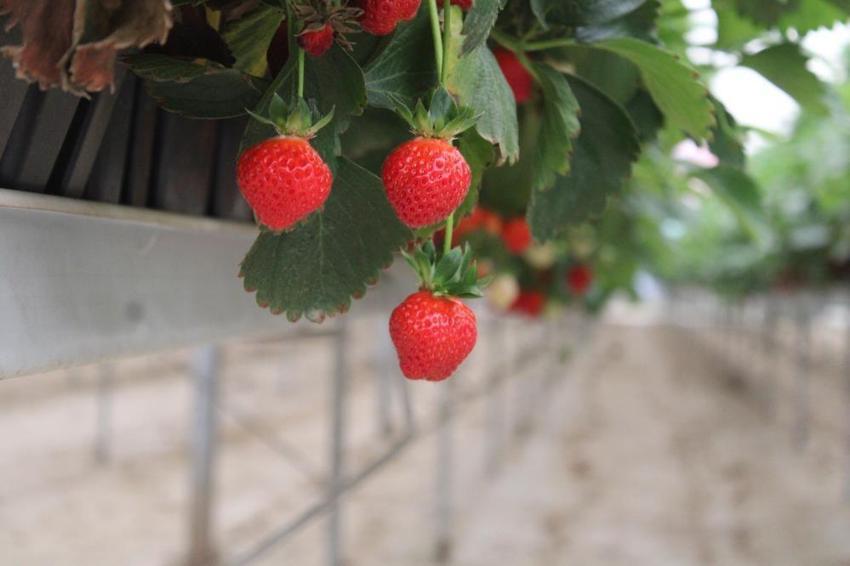 20 yaşında 100 milyon TL yatırım yaptı! Teknolojiyi tarımla buluşturdu: 28 dönümde yetiştirip satıyor