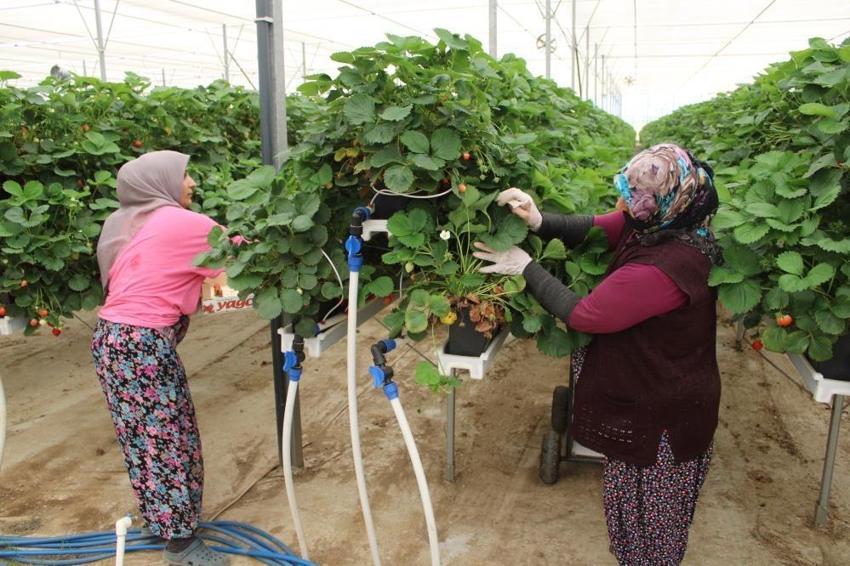 20 yaşında 100 milyon TL yatırım yaptı! Teknolojiyi tarımla buluşturdu: 28 dönümde yetiştirip satıyor