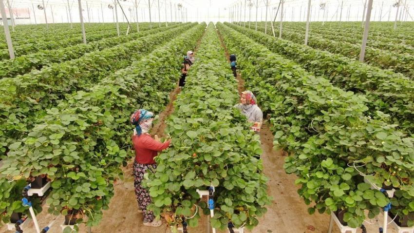 20 yaşında 100 milyon TL yatırım yaptı! Teknolojiyi tarımla buluşturdu: 28 dönümde yetiştirip satıyor