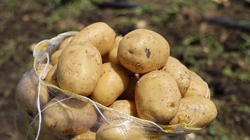 Adana'da hasat devam ederken haber geldi! Fiyatlar yarı yarıya düştü, tüketicinin yüzü gülecek