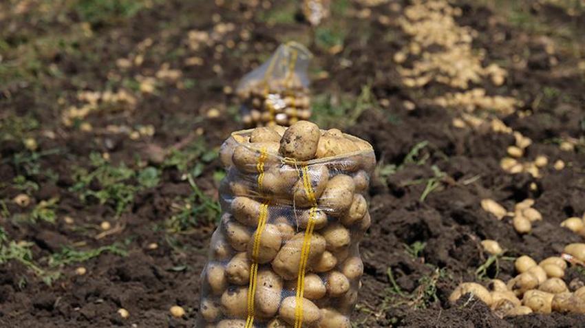 Adana'da hasat devam ederken haber geldi! Fiyatlar yarı yarıya düştü, tüketicinin yüzü gülecek