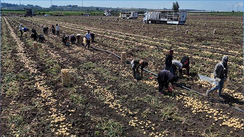 Adana'da hasat devam ederken haber geldi! Fiyatlar yarı yarıya düştü, tüketicinin yüzü gülecek