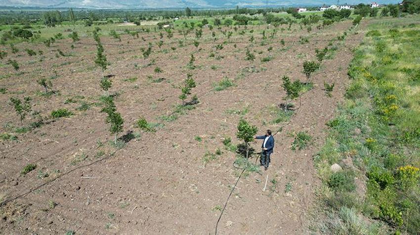 Erzincan'da öğretim üyesi çorak araziyi tarıma kazandırdı! İşte akıllara durgunluk veren yöntem