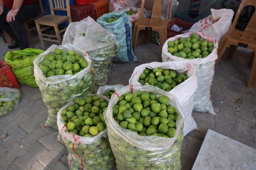 Aydın'da 'ilekleme' sezonu başladı! Şehrin en önemli ürünü, 120 ülkeye ihracı gerçekleşiyor
