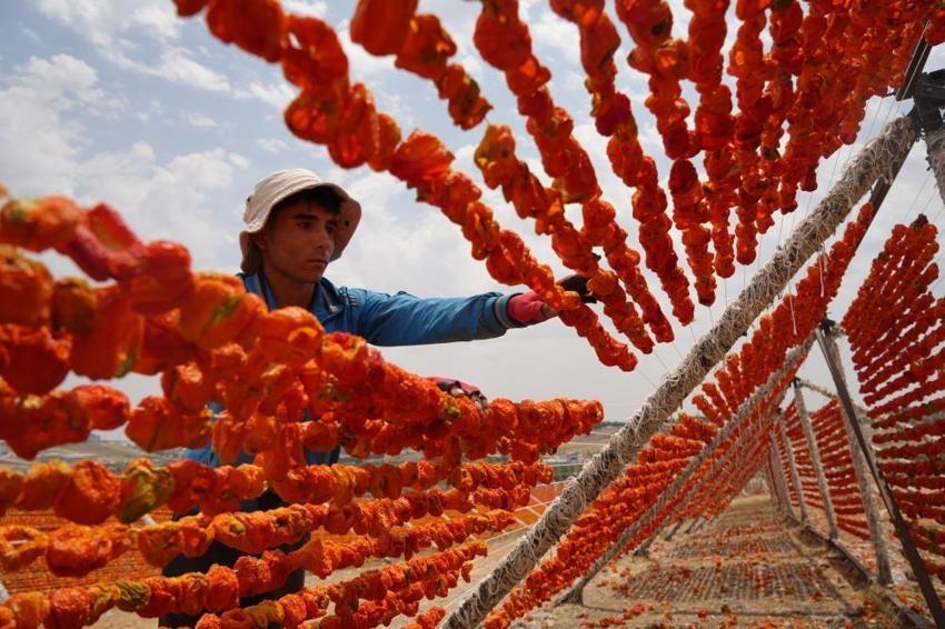 Gaziantep mutfağının vazgeçilmezi, dünyanın tercihi oldu! 15 günde oluyor, 150 liraya kapış kapış gidiyor
