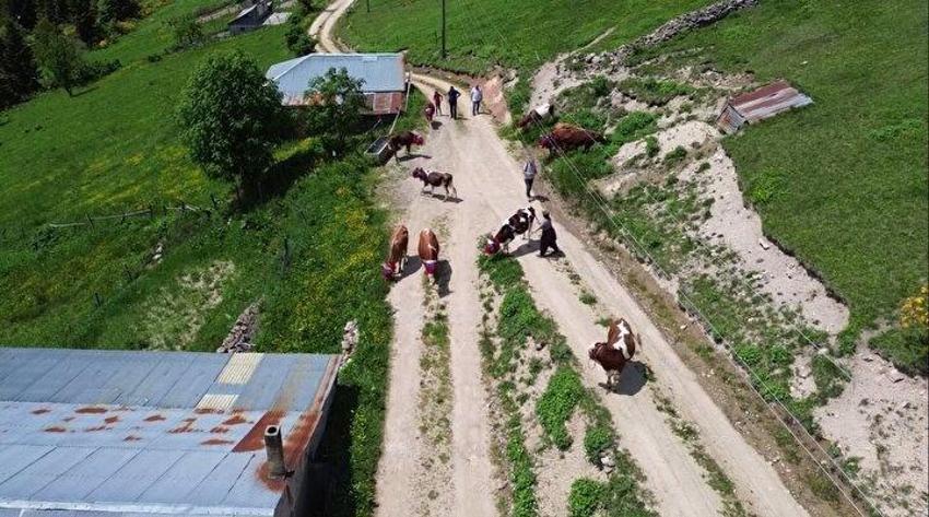 Karadeniz'de yayla göçü türkülü manili başladı!