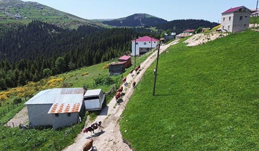 Karadeniz'de yayla göçü türkülü manili başladı!