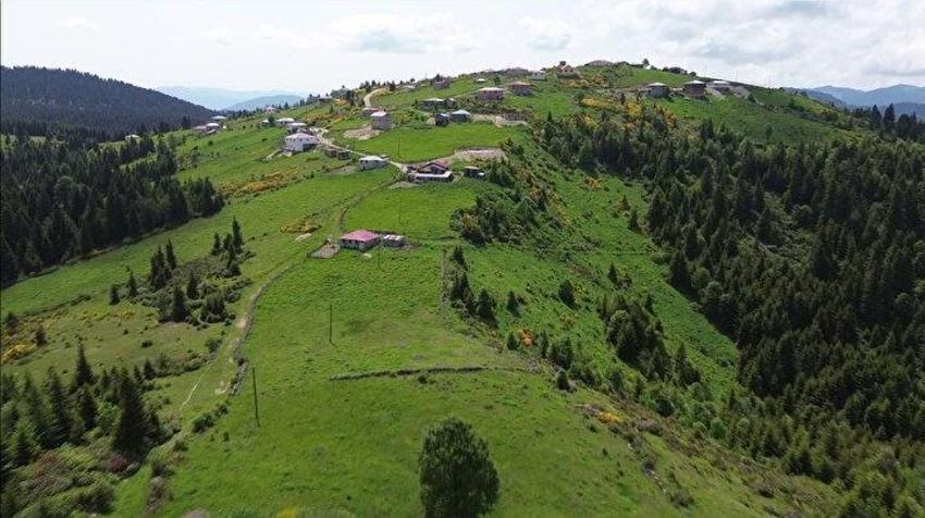 Karadeniz'de yayla göçü türkülü manili başladı!
