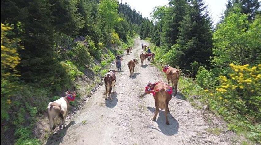 Karadeniz'de yayla göçü türkülü manili başladı!