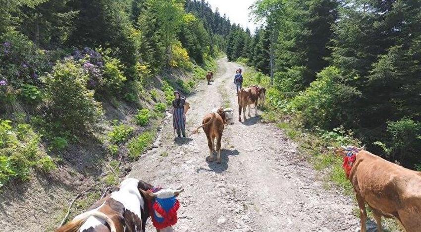 Karadeniz'de yayla göçü türkülü manili başladı!