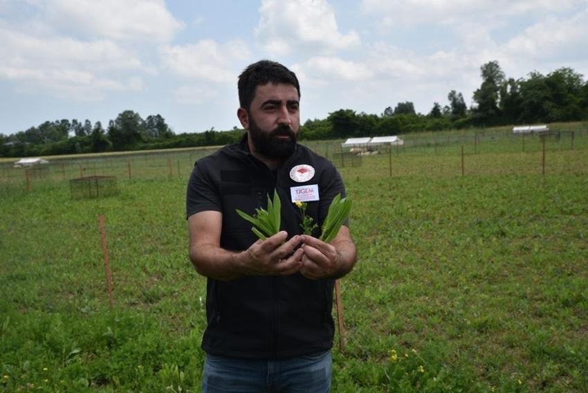 Samsun'da bir ilk! TÜBİTAK projesiyle verim 5 kat artacak, et ve süt fiyatlarına etki edecek