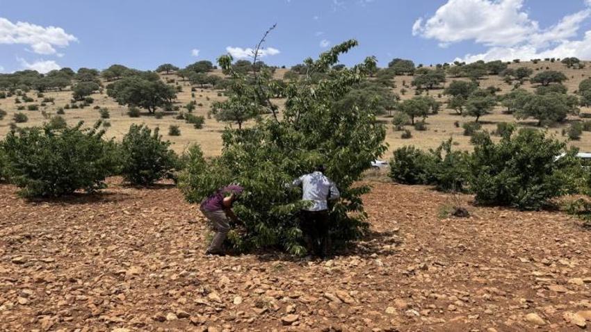 Mardin'de 17'nci kez kiraz festivali düzenlendi