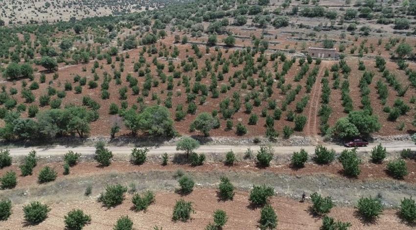 Mardin'de 17'nci kez kiraz festivali düzenlendi