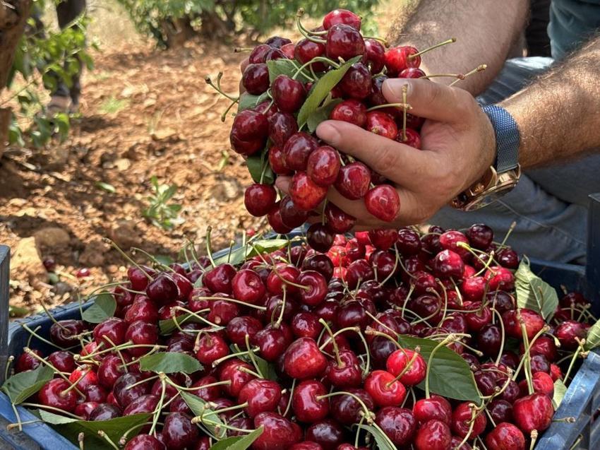 Mardin'de 17'nci kez kiraz festivali düzenlendi
