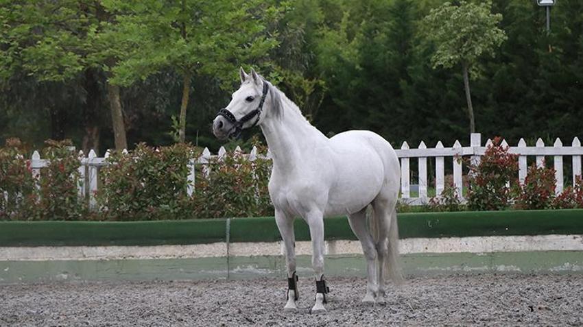 Yalova'da atıyla iş kurdu, 150 gence spor imkanı sağladı! Sadece 'Kapuçino' ile bu işi başardı