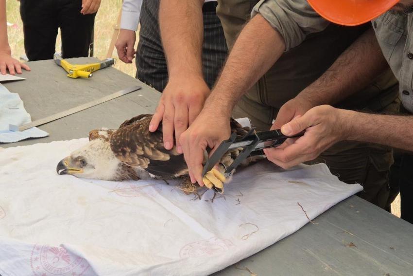 Trakya'da, leylekler ve Şah Kartal için koruma seferberliği başlatıldı