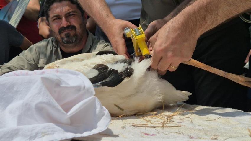 Trakya'da, leylekler ve Şah Kartal için koruma seferberliği başlatıldı