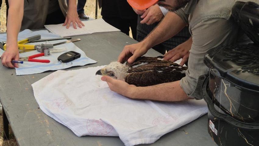 Trakya'da, leylekler ve Şah Kartal için koruma seferberliği başlatıldı