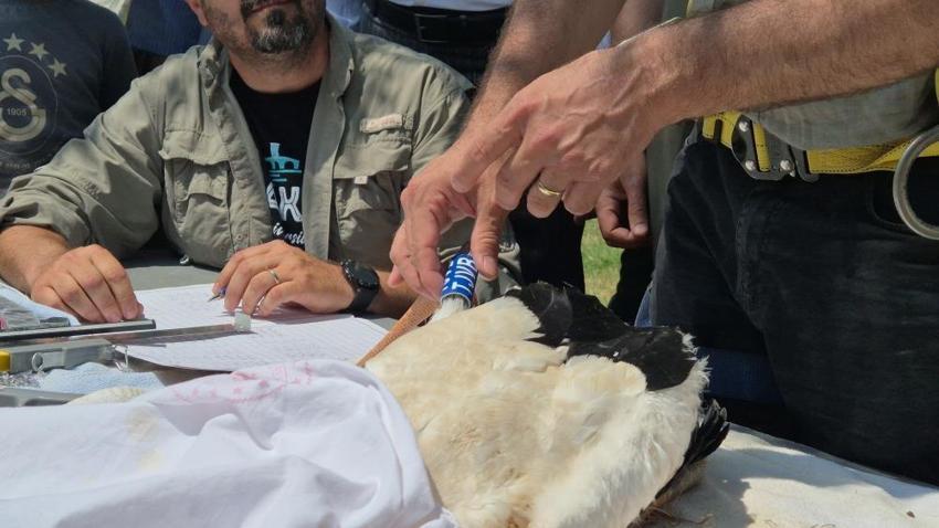 Trakya'da, leylekler ve Şah Kartal için koruma seferberliği başlatıldı