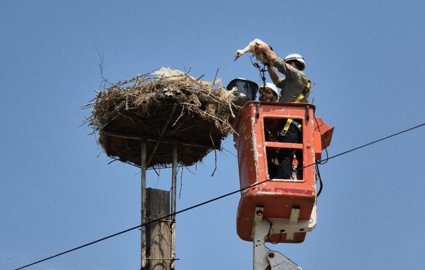 Trakya'da, leylekler ve Şah Kartal için koruma seferberliği başlatıldı