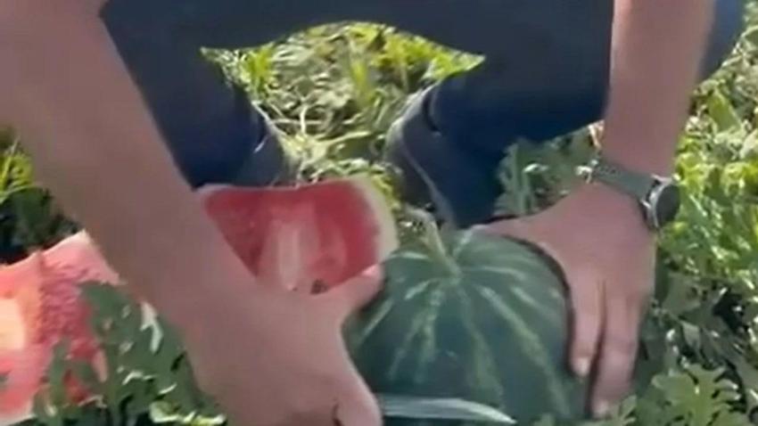 Adana'nın karpuzcusu işin sırrını açıkladı: Bal gibi karpuz böyle seçiliyor
