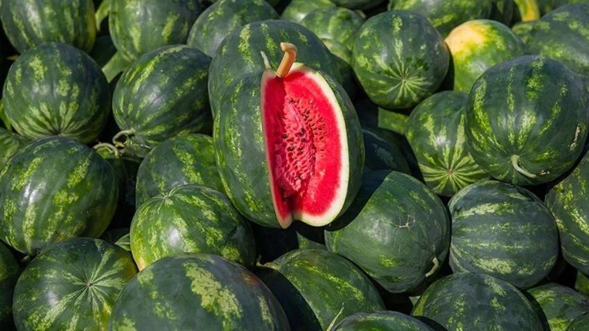 Adana'nın karpuzcusu işin sırrını açıkladı: Bal gibi karpuz böyle seçiliyor