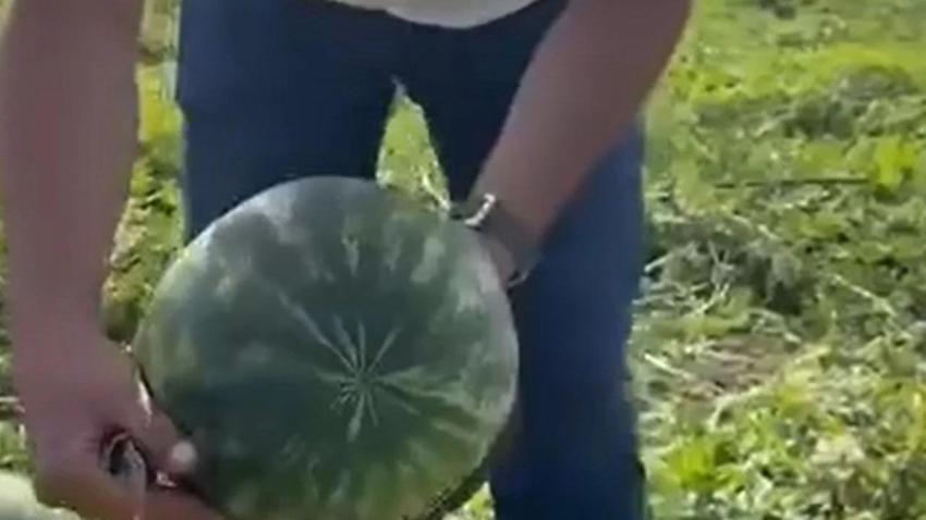 Adana'nın karpuzcusu işin sırrını açıkladı: Bal gibi karpuz böyle seçiliyor